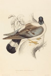 Columba Leucanota (Kar Güvercini)