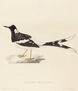 Enicurus Maculatus (Benekli Çatal Kuyruklu)