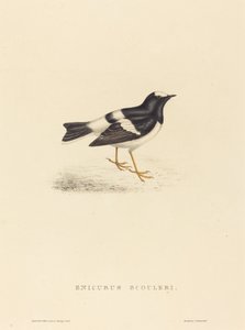Enicurus Scouleri (Küçük Çatal Kuyruklu)