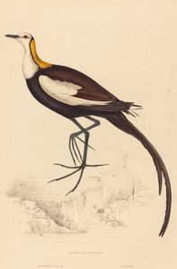 Parra Sinensis (Sülün Kuyruklu Jacana)