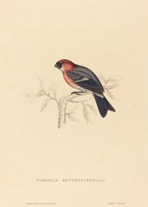 Pyrrhula Erythrocephala (Kızıl Başlı Şakrak Kuşu)