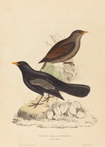 Turdus Poecilopterus (Aztek ardıç kuşu)