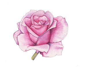  by Elizabeth Rider