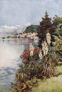 Bir Grup Yuccas, Villa Melzi, Como Gölü (renkli taş) by Ella Du Cane