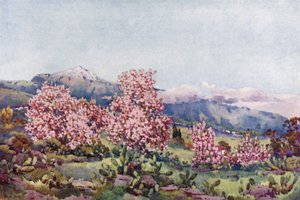 Badem Çiçeği, Orotava Vadisi (renkli taş) by Ella Du Cane