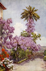 Wistaria, Quinta Da Levada (renkli taş) by Ella Du Cane