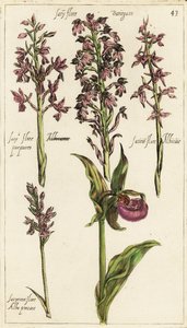 Avrupa orkide çeşitleri, bayan terlik orkidesi, Cypripedium calceolus by Emanuel Sweert