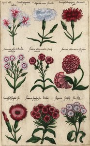 Farklı karanfil çeşitleri, Dianthus caryophyllus by Emanuel Sweert
