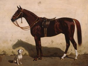 Köpek ile eyerli tilki