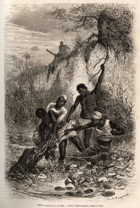 Convolvus