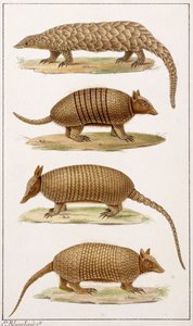 Dev Karıncayiyen ve Üç Çeşit Armadillo by Emile Theophile Blanchard