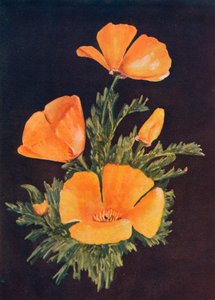 California Poppy, c1915, 1915