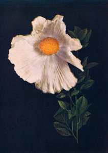 Matilija Haşhaş, c1915, 1915
