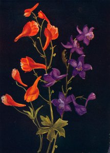 Scarlet ve Blue Larkspur, c1915, 1915