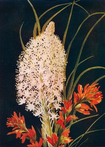 Squaw Grass ve Scarlet Boya Fırçası, c1915, 1915