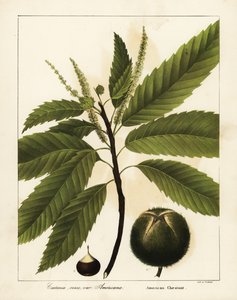 Amerikan kestanesi, Castanea dentata Castanea vesca var