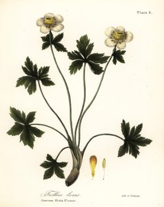 Amerikan küre çiçeği veya Amerikan yayılan küre çiçeği, Trollius laxus by Endicott Endicott