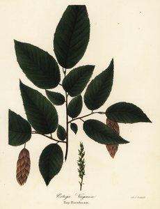 Amerikan gürgen, Ostrya virginiana (Şerbetçiotu, Ostrya virginica) by Endicott Endicott