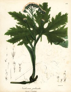 Arctic tatlı öksürükotu veya Arctic butterbur, Petasites frigidus var