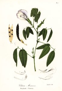 Kelebek bezelye, Atlantik güvercin kanatları veya Maryland clitoria, Clitoria mariana by Endicott Endicott