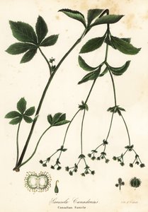 Kanadalı Blacksnakeroot veya Kanadalı Sanicle, Sanicula canadensis by Endicott Endicott