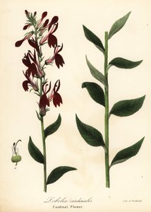 Kardinal çiçek, Lobelia cardinalis by Endicott Endicott