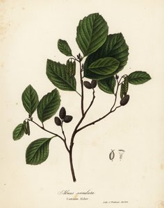 Adi kızılağaç, ela kızılağaç veya pürüzsüz kızılağaç, Alnus serrulata