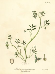 Sahte deniz kızı, Floerkea proserpinacoides by Endicott Endicott