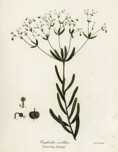 Çiçekli sütleğen, Euphorbia corollata by Endicott Endicott