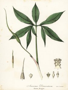 Yeşil ejderha veya ejderha kökü, Arisaema dracontium