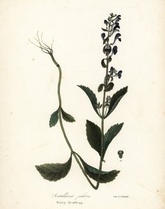 Tüylü Scullcap, Scutellaria elliptica (Scutellaria kıllı) by Endicott Endicott