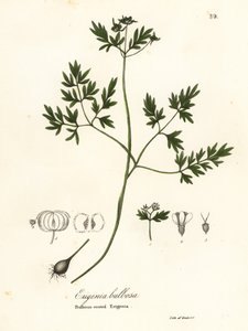 Baharın, biberin ve tuzun habercisi veya soğanlı köklü erigenia, Erigenia bulbosa by Endicott Endicott