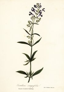 Kask çiçeği, miğfer takke veya tam yapraklı sculllaria, Scutellaria integrifolia by Endicott Endicott