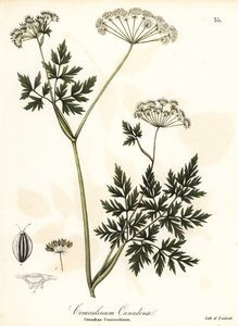 baldıran-maydanoz by Endicott Endicott