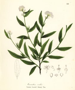 Jersey çayı, Ceanothus herbaceus (Dar yapraklı Jersey Çayı, Ceanothus ovalis) by Endicott Endicott