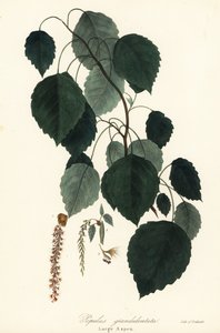 Büyük kavak, büyük dişli kavak, büyük dişli kavak, Amerikan titrek kavak, Kanada kavağı veya beyaz kavak, Populus grandidentata by Endicott Endicott