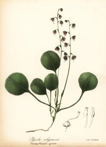 Ciğer yaprağı kış yeşili, bataklık kış yeşili veya pembe kış yeşili, Pyrola asarifolia (Bataklık kış yeşili, Pyrola uliginosa) by Endicott Endicott
