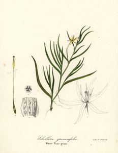 Çamur muz veya su sümbülü, Heteranthera dubia (Su yıldızı otu, Schollera graminifolia) by Endicott Endicott
