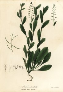 Murbeckiella pinnatifida (Dişli tere, Arabis dentata) by Endicott Endicott