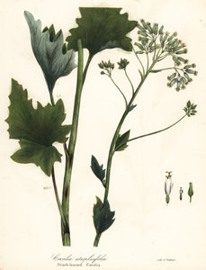 Soluk Hint muz, Arnoglossum atriplicifolium (Orach yapraklı cacalia, Cacalia atriplicifolia) by Endicott Endicott