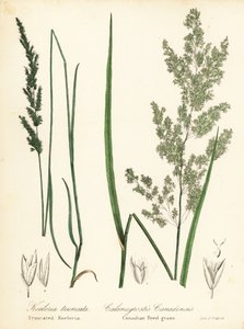 Çayır kama ölçeği, Sphenopholis obtusata ve Kanada kamış otu, Calamagrostis canadensis by Endicott Endicott