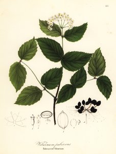 Tüylü kartopu, Viburnum pubescens by Endicott Endicott