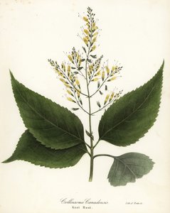 Richweed veya düğüm kökü, Collinsonia canadensis