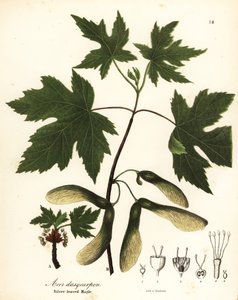 Gümüş akçaağaç, Acer saccharinum (Gümüş yapraklı akçaağaç, Acer dasycarpum)