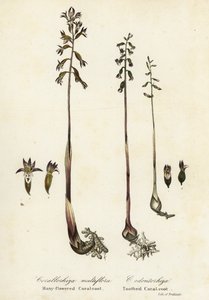 Benekli mercankökü, Corallorhiza maculata ve sonbahar mercan kökü, Corallorhiza odontorhiza (Çok çiçekli mercankökü, Corallorhiza multiflora ve dişli mercan kökü, C by Endicott Endicott