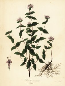 Taş nane, don nane, dittany ve Amerikan dittany, Cunila origanoides (Cunila mariana) by Endicott Endicott