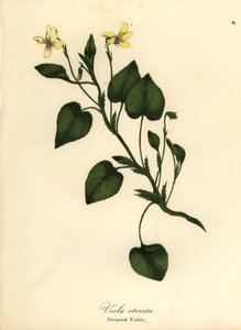 Çizgili krem menekşe, kremsi menekşe veya çizgili menekşe, Viola striata by Endicott Endicott