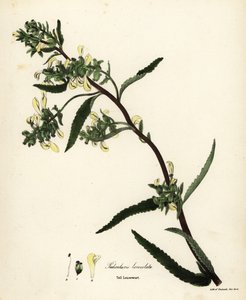 Uzun bit otu veya bataklık biti, Pedicularis lanceolata by Endicott Endicott