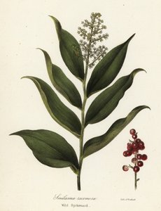Treacleberry, Maianthemum racemosum (Vahşi spikenard, Smilacina racemosa) by Endicott Endicott