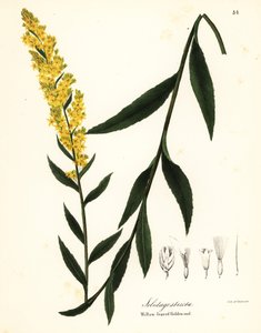Asa altın çubuk, söğüt yaprağı altın çubuk veya söğüt yapraklı altın çubuk, Solidago stricta by Endicott Endicott